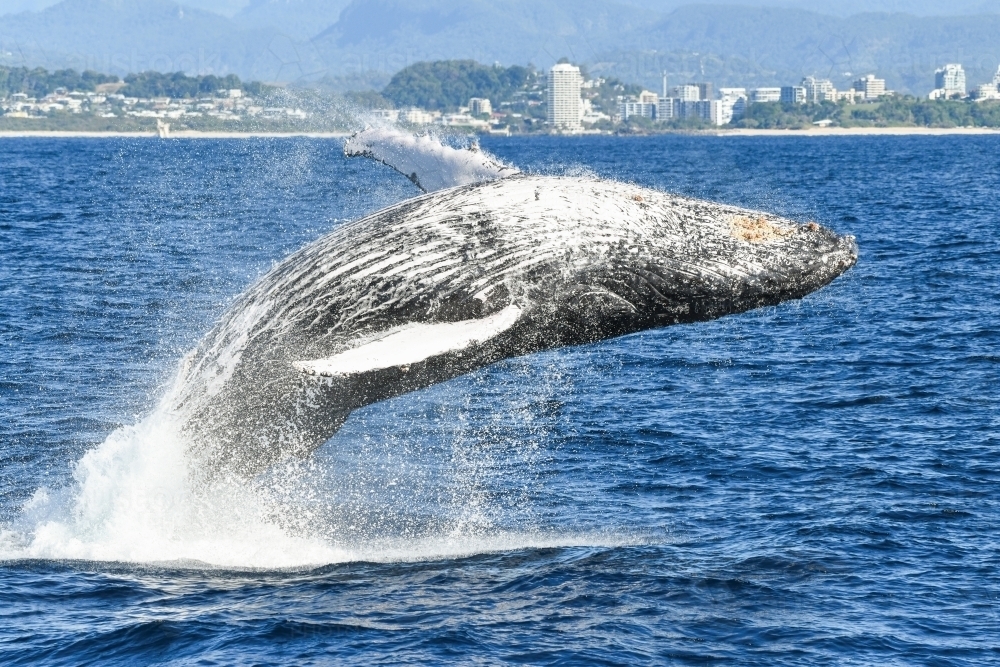 Arched over view of whale breaching. - Australian Stock Image