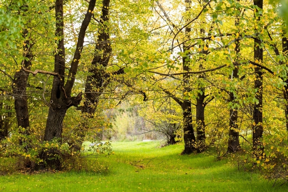 arched trees with green passage between golden leaves and black bark on trunks - Australian Stock Image