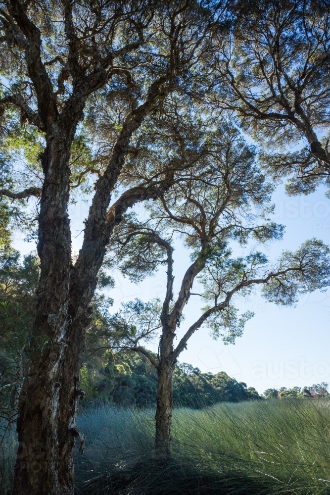 Arching trees against the sky on edge of wetland with reeds below - Australian Stock Image