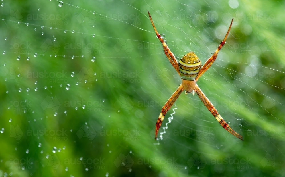 Argiope keyserlingi (St Andrews Cross spider) - Australian Stock Image