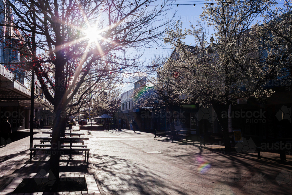 Armidale city streetscape in late winter with trees bursting with white blossoms - Australian Stock Image