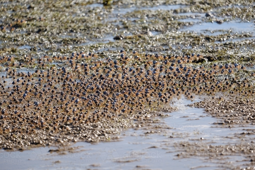 Army of light blue soldier crabs on the beach - Australian Stock Image
