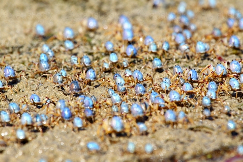 Army of soldier crabs marching along the seashore at low tide. - Australian Stock Image