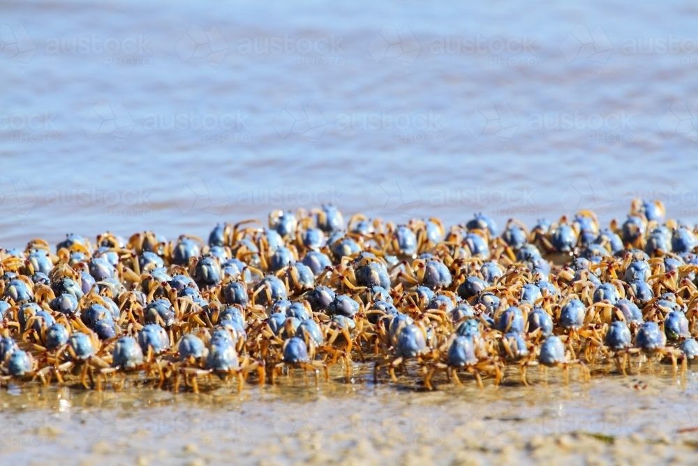 Army of soldier crabs marching the seashore at low tide. - Australian Stock Image