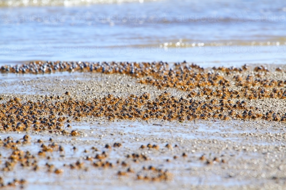 Army of soldier crabs marching the seashore at low tide. - Australian Stock Image