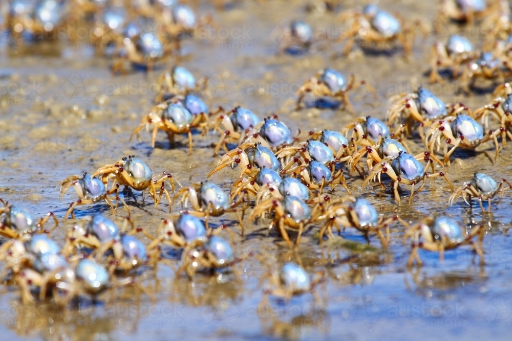 Army of soldier crabs marching the seashore at low tide. - Australian Stock Image