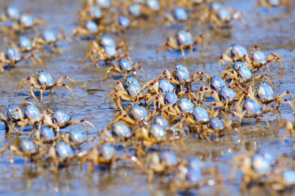 Army of soldier crabs marching the seashore at low tide. - Australian Stock Image