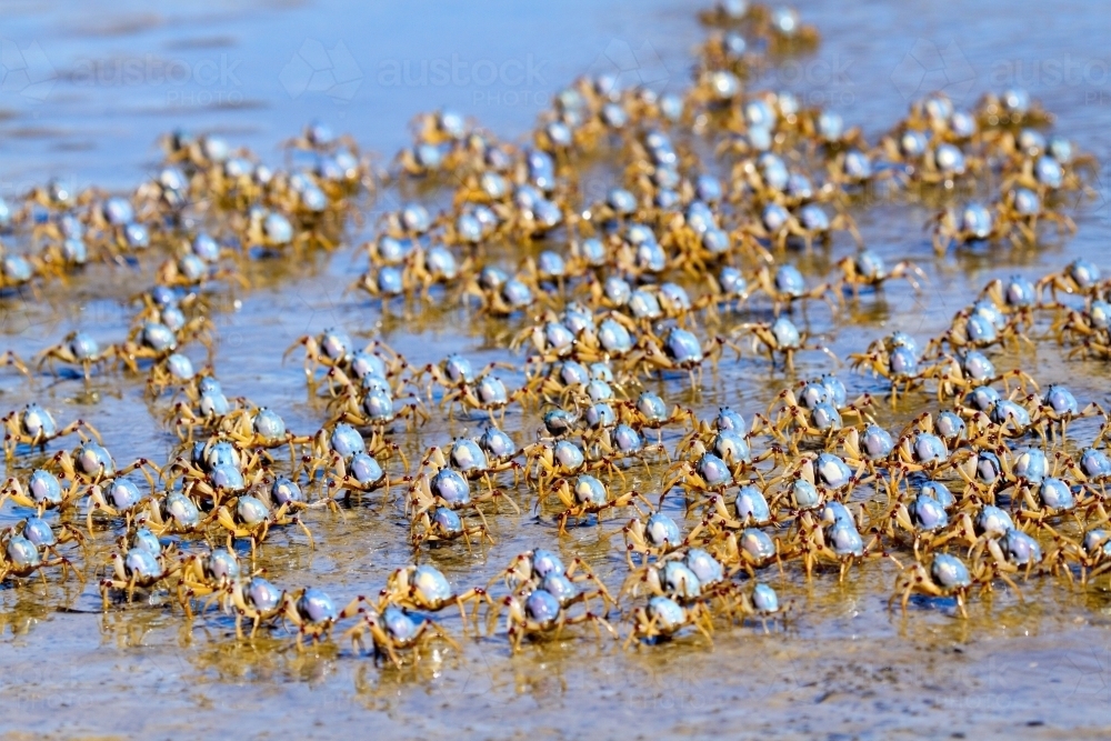 Army of soldier crabs marching the seashore at low tide. - Australian Stock Image