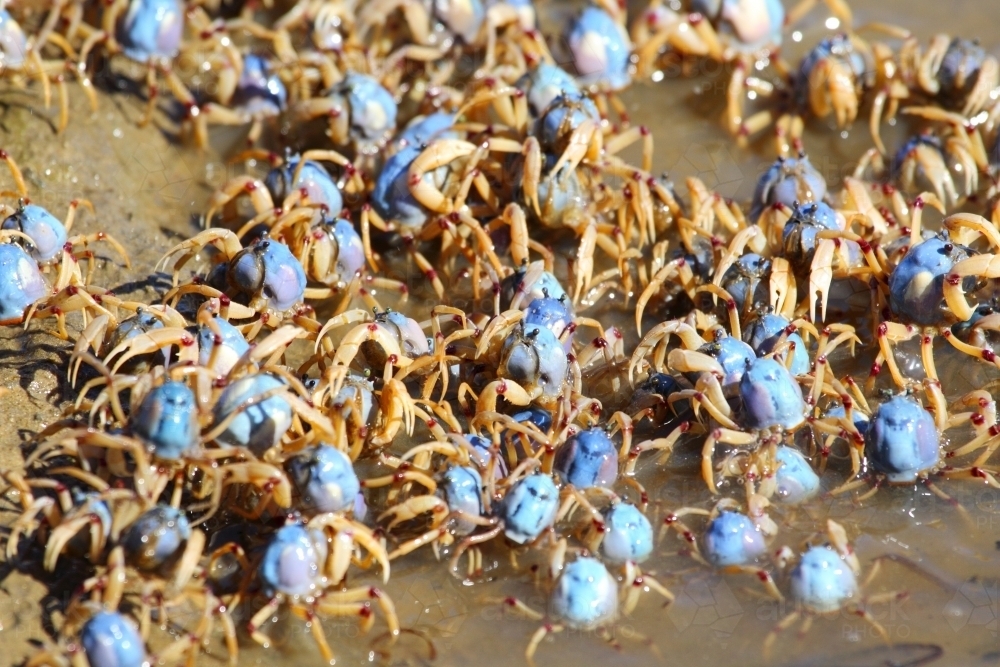 Army of soldier crabs marching to the seashore at low tide. - Australian Stock Image