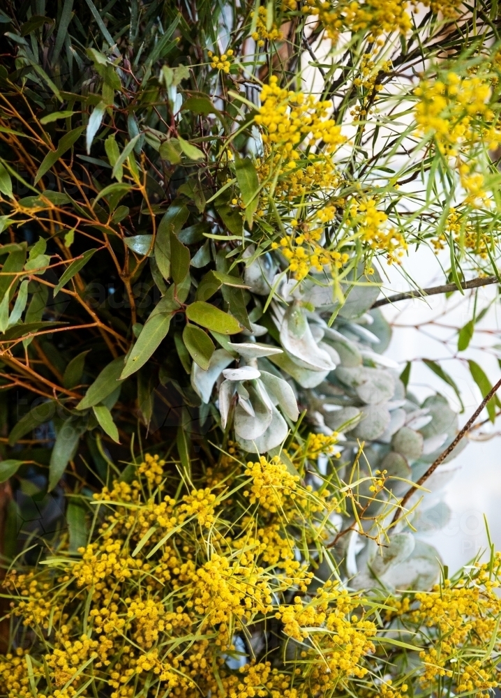 arrangement of native plants and succulents - Australian Stock Image
