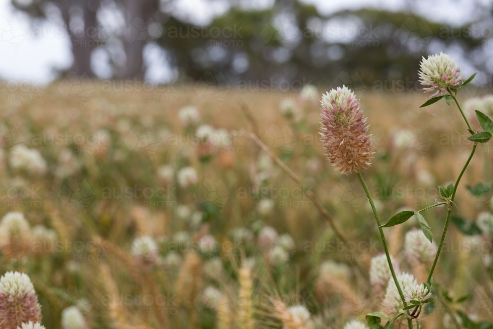 Arrow leaf clover flower in an undersown pasture paddock on farm - Australian Stock Image