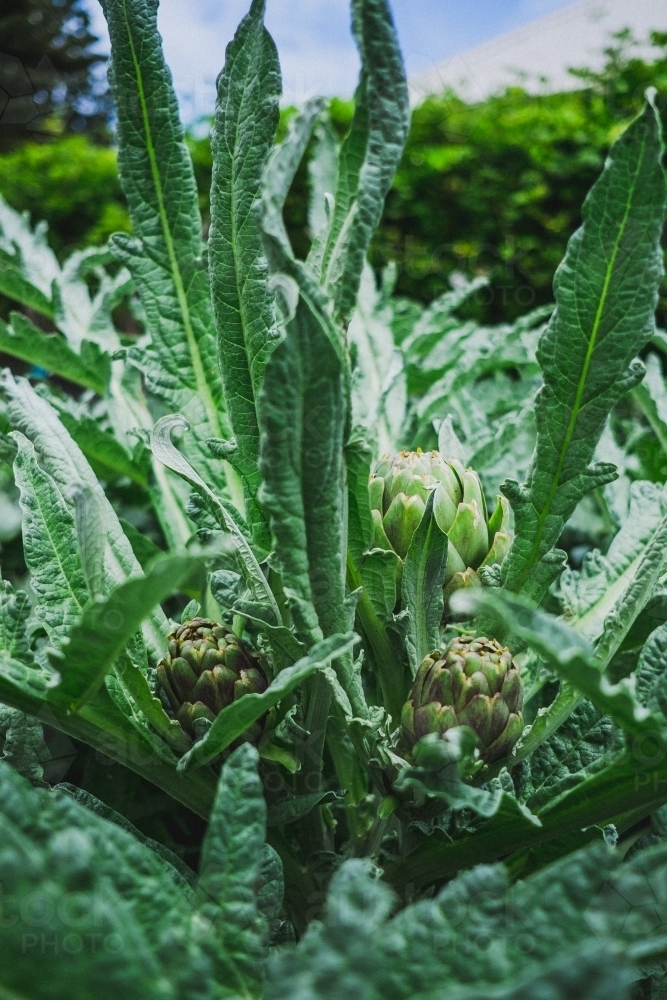 Image of Artichoke buds poking through in spring garden. Austockphoto