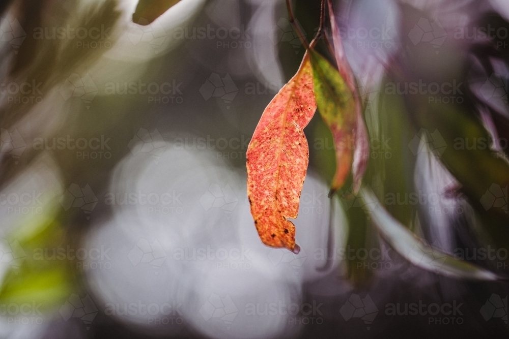 Artistic macro close-up of eucalyptus leaves with shallow depth of field - Australian Stock Image