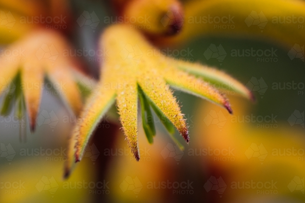 Artistic macro close-up of yellow kangaroo paw with shallow depth of field - Australian Stock Image