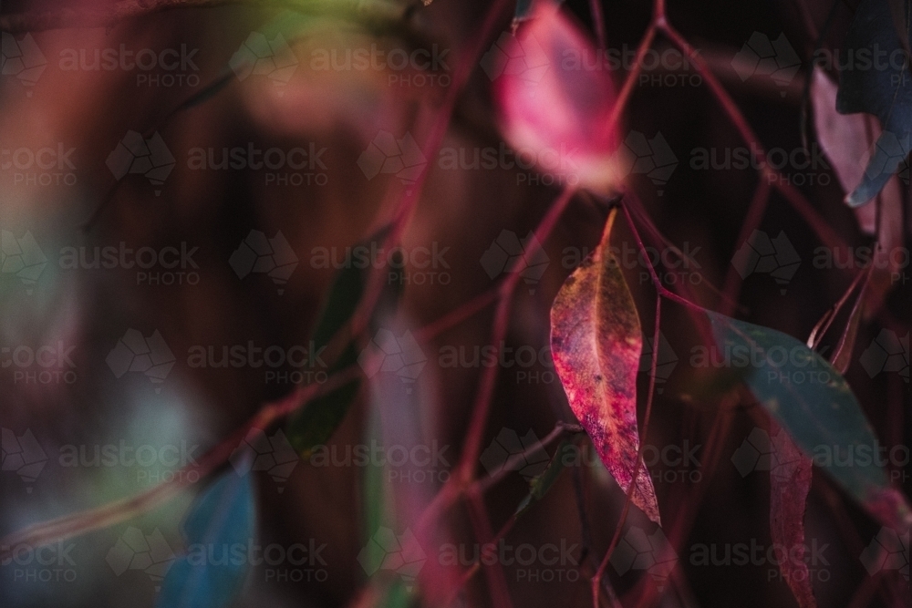 Artistic macro photo of Eucalyptus leaves with warm colours - Australian Stock Image