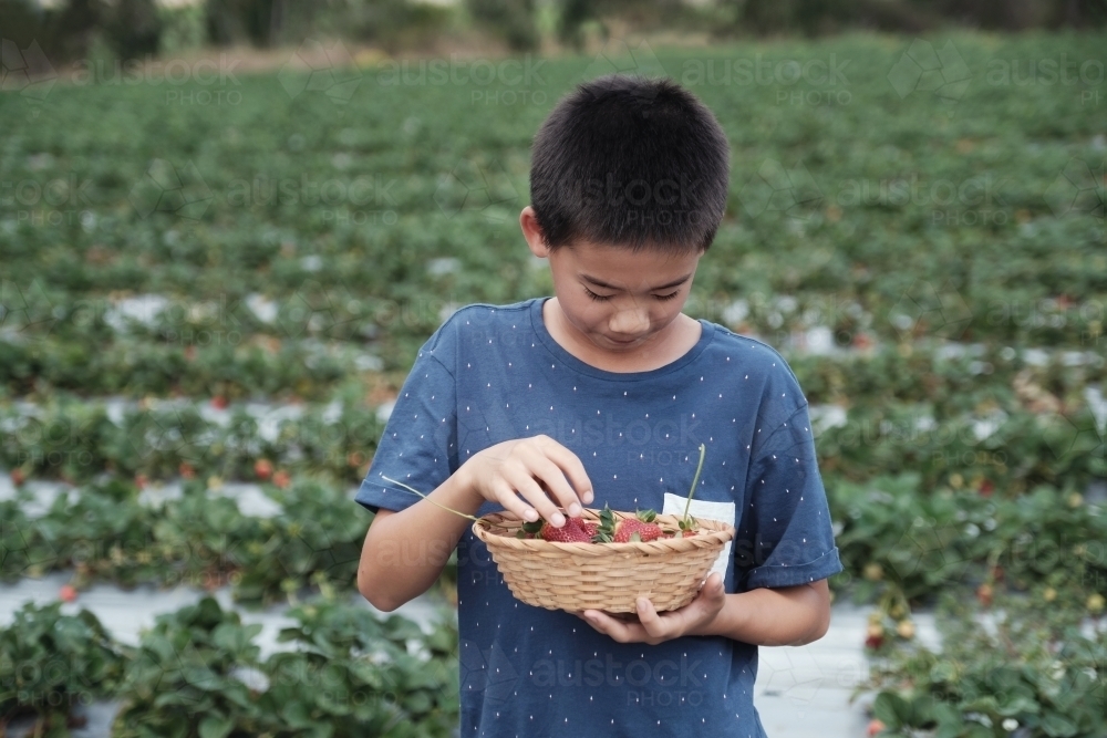 Asian boy strawberry picking at the farm - Australian Stock Image