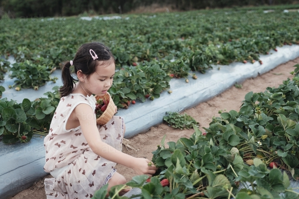 Asian girl strawberry picking at the farm - Australian Stock Image