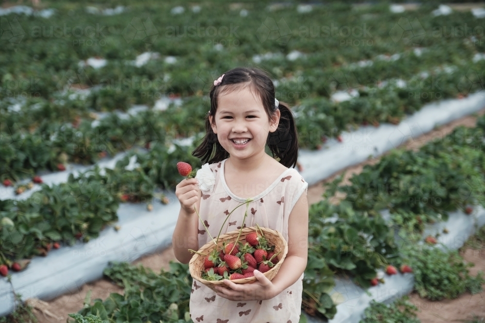 Asian girl strawberry picking at the farm - Australian Stock Image