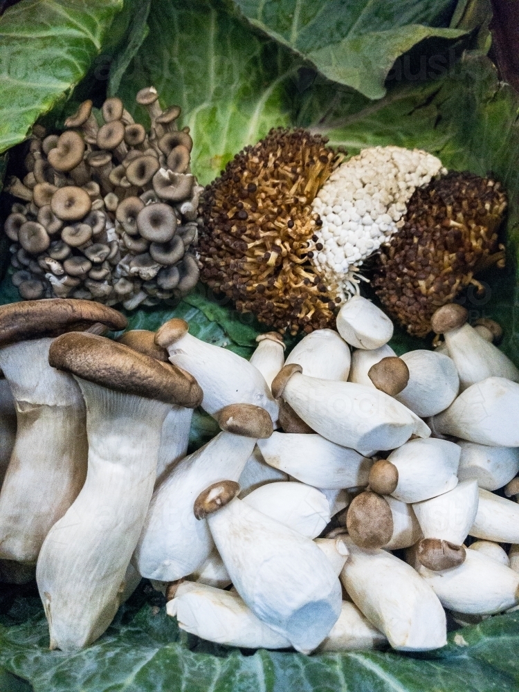 Image of Asian mushrooms - Austockphoto
