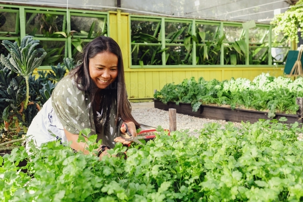 Asian woman picking herbs at organic farm - Australian Stock Image