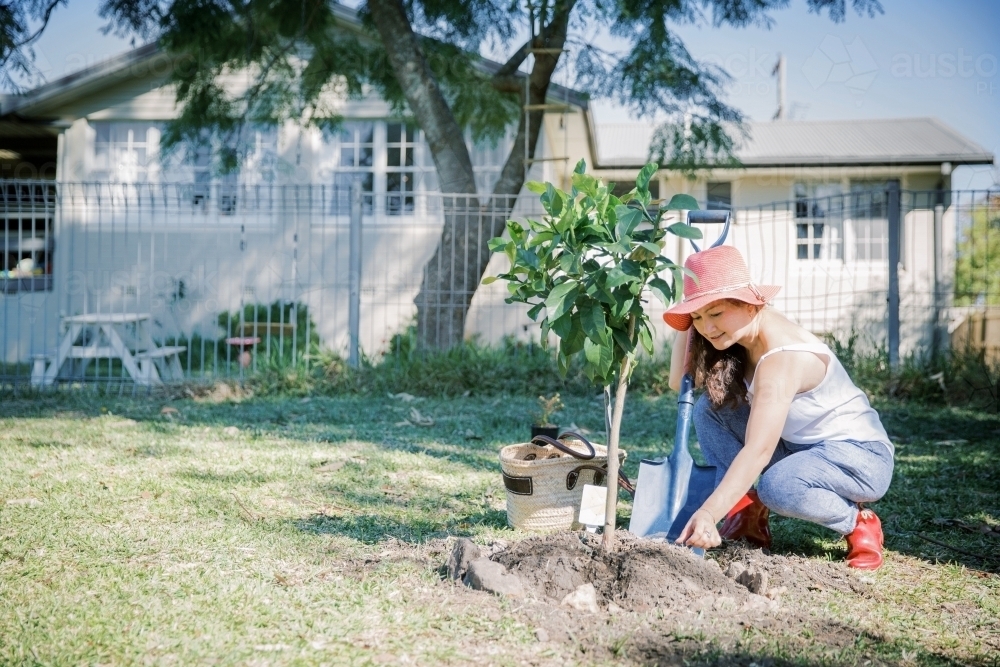 Asian woman planting a tree in garden - Australian Stock Image