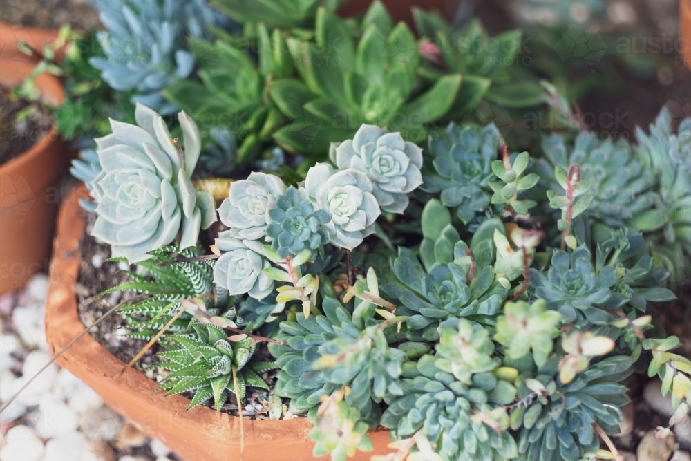 assorted succulent plants growing in a pot - Australian Stock Image