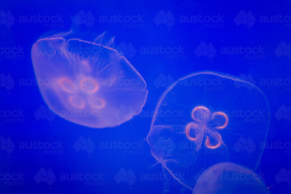 Aurelia (aka the moon jelly, moon jellyfish, common jellyfish, or saucer jelly) floating in water - Australian Stock Image