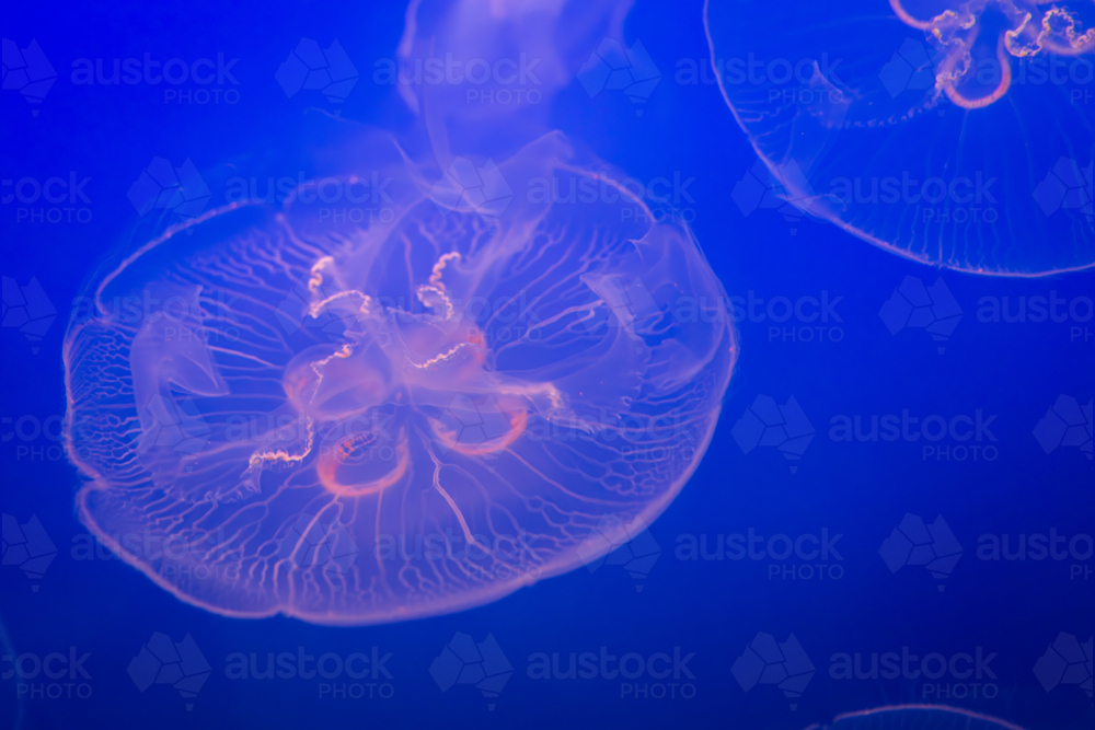 Aurelia (aka the moon jelly, moon jellyfish, common jellyfish, or saucer jelly) floating in water - Australian Stock Image