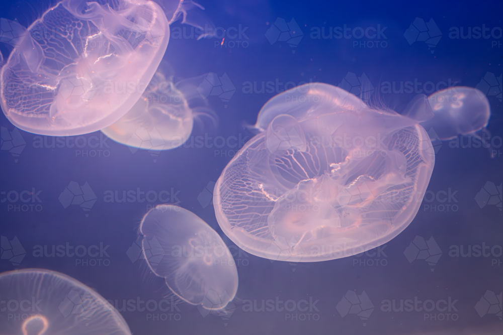 Aurelia (aka the moon jelly, moon jellyfish, common jellyfish, or saucer jelly) floating in water - Australian Stock Image