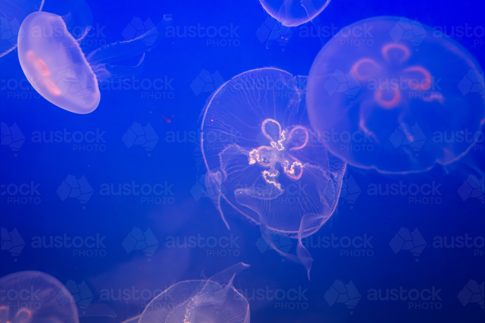 Aurelia (aka the moon jelly, moon jellyfish, common jellyfish, or saucer jelly) floating in water - Australian Stock Image