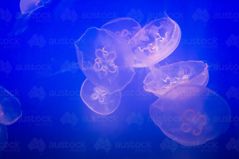 Aurelia (aka the moon jelly, moon jellyfish, common jellyfish, or saucer jelly) floating in water - Australian Stock Image