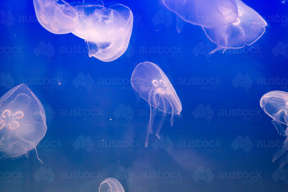Aurelia (aka the moon jelly, moon jellyfish, common jellyfish, or saucer jelly) floating in water - Australian Stock Image