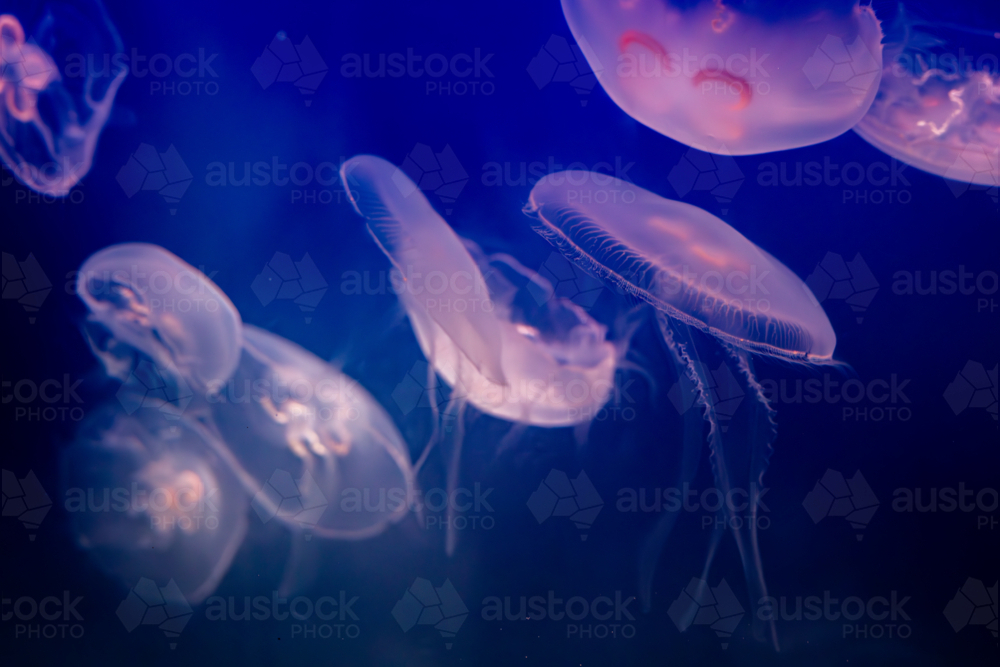 Aurelia (aka the moon jelly, moon jellyfish, common jellyfish, or saucer jelly) floating in water - Australian Stock Image