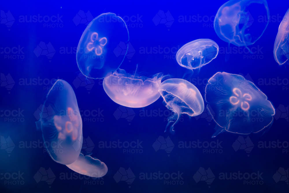 Aurelia (aka the moon jelly, moon jellyfish, common jellyfish, or saucer jelly) floating in water - Australian Stock Image
