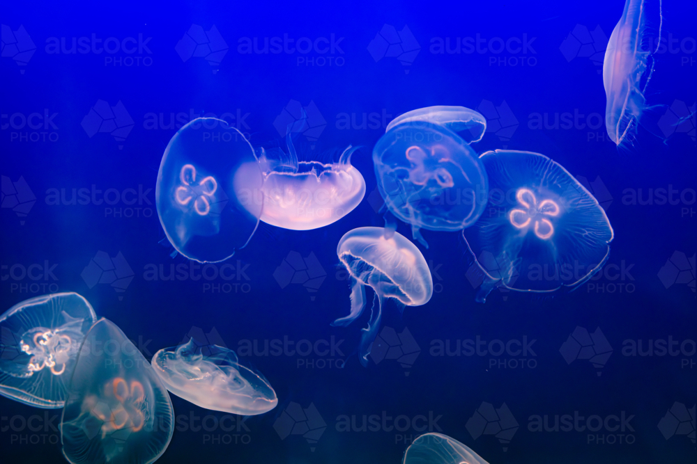 Aurelia (aka the moon jelly, moon jellyfish, common jellyfish, or saucer jelly) floating in water - Australian Stock Image