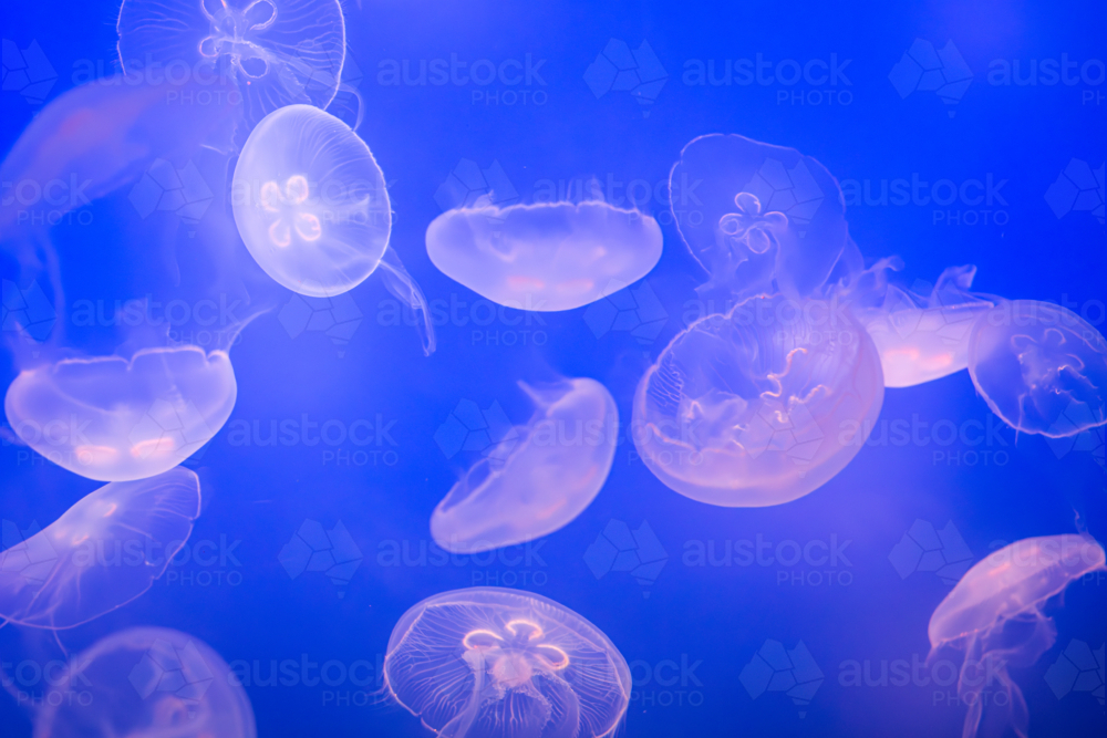 Aurelia (aka the moon jelly, moon jellyfish, common jellyfish, or saucer jelly) floating in water - Australian Stock Image