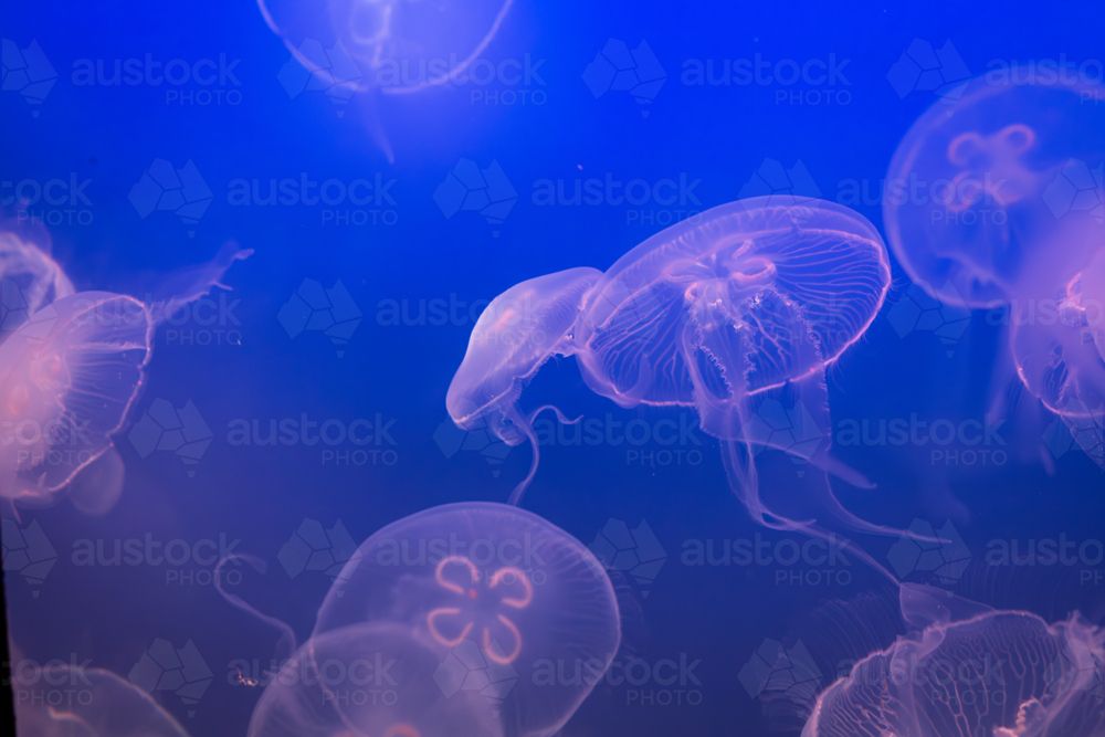 Aurelia (aka the moon jelly, moon jellyfish, common jellyfish, or saucer jelly) floating in water - Australian Stock Image