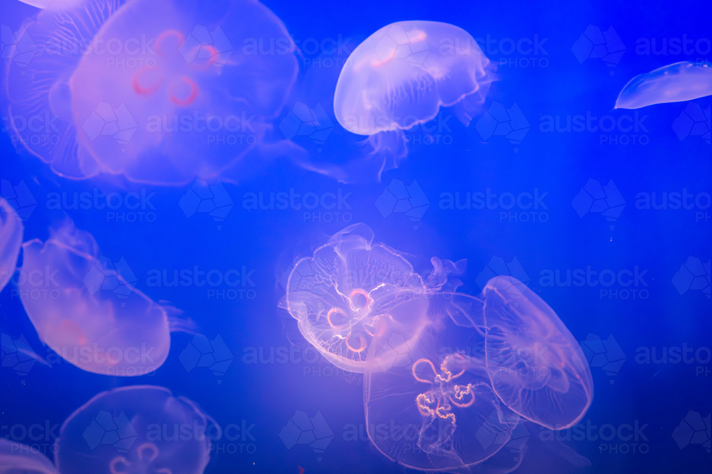 Aurelia (aka the moon jelly, moon jellyfish, common jellyfish, or saucer jelly) floating in water - Australian Stock Image