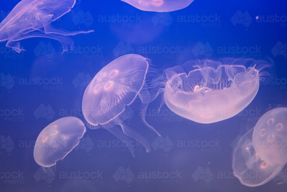 Aurelia (aka the moon jelly, moon jellyfish, common jellyfish, or saucer jelly) floating in water - Australian Stock Image