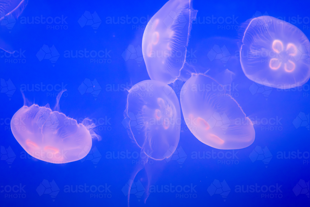 Aurelia (aka the moon jelly, moon jellyfish, common jellyfish, or saucer jelly) floating in water - Australian Stock Image