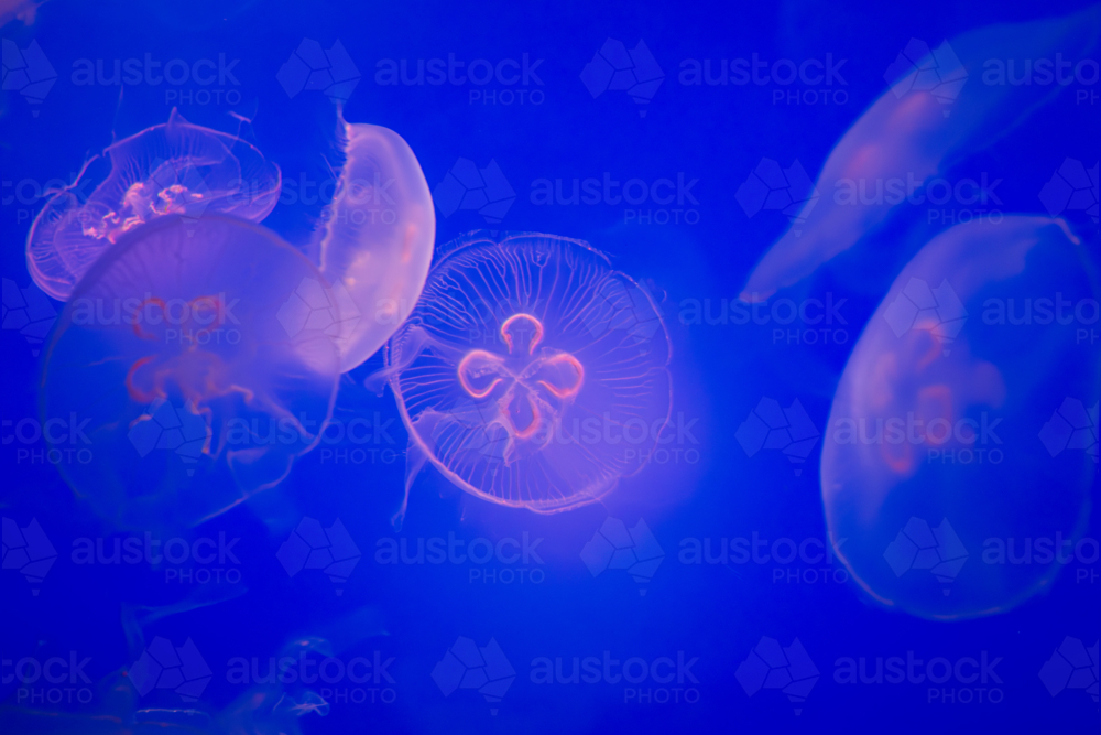 Aurelia (aka the moon jelly, moon jellyfish, common jellyfish, or saucer jelly) floating in water - Australian Stock Image