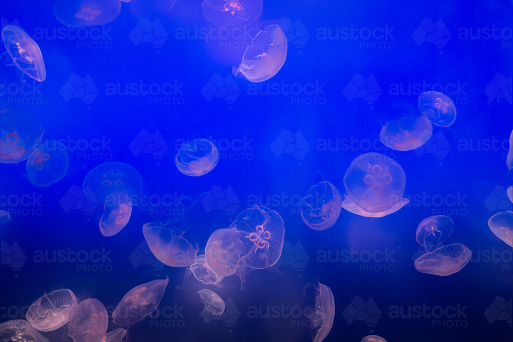 Aurelia (aka the moon jelly, moon jellyfish, common jellyfish, or saucer jelly) floating in water - Australian Stock Image