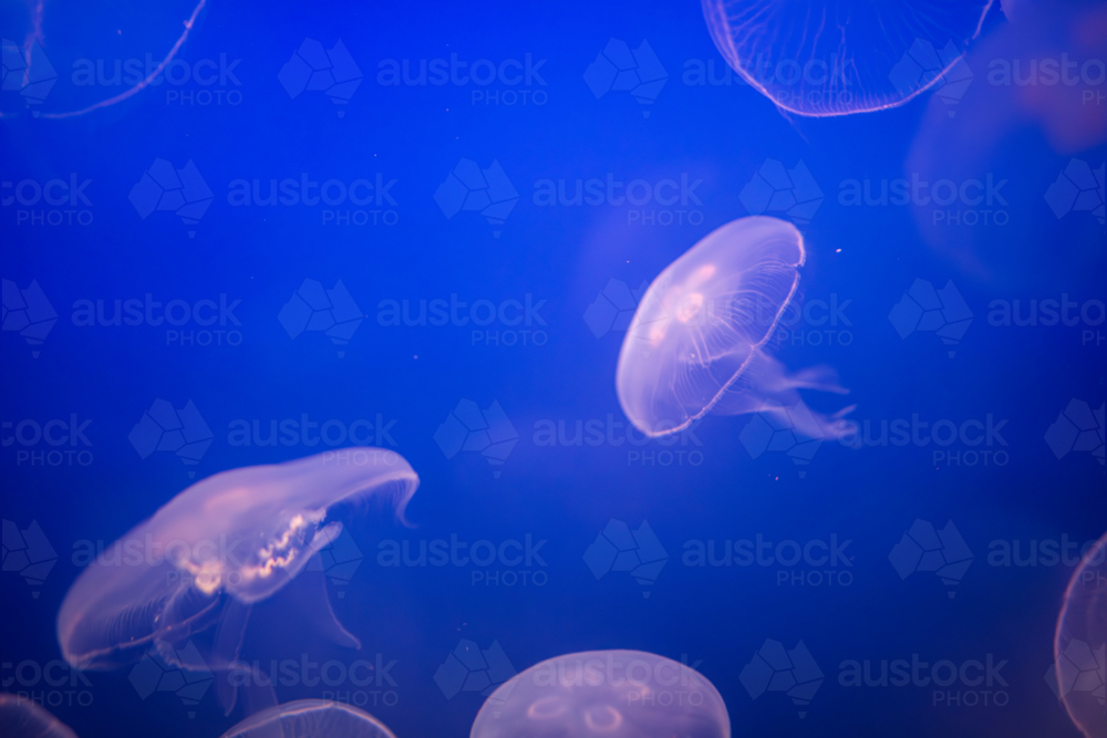 Aurelia (aka the moon jelly, moon jellyfish, common jellyfish, or saucer jelly) floating in water - Australian Stock Image