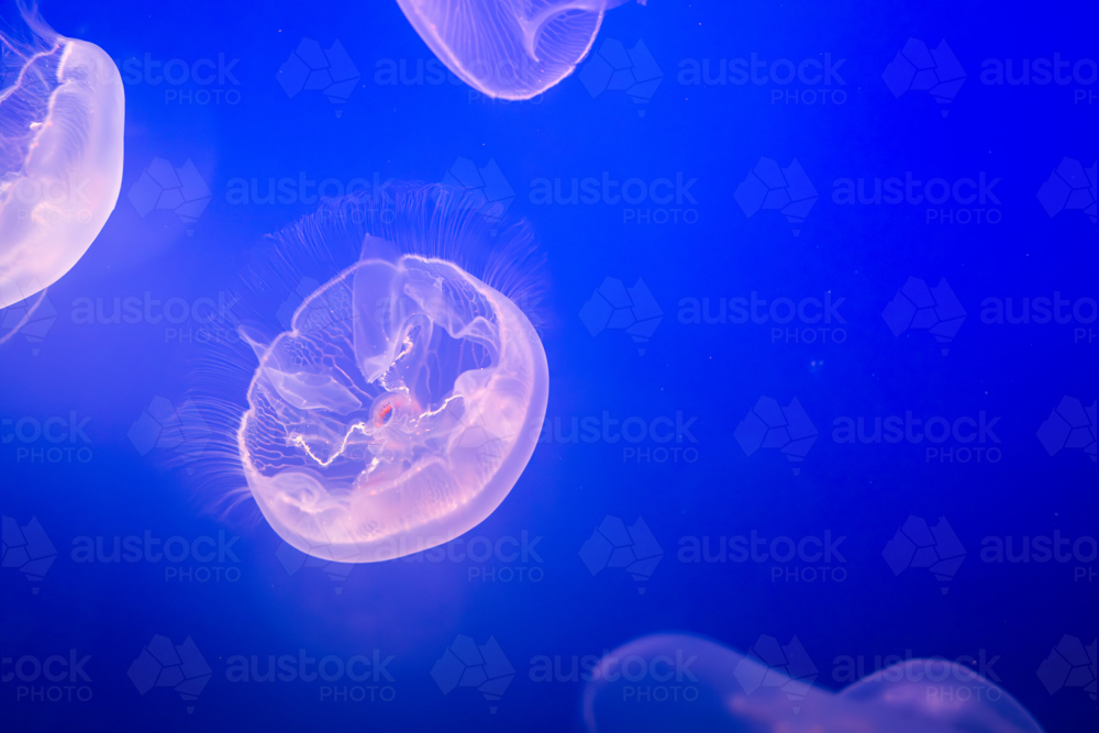 Aurelia (aka the moon jelly, moon jellyfish, common jellyfish, or saucer jelly) floating in water - Australian Stock Image