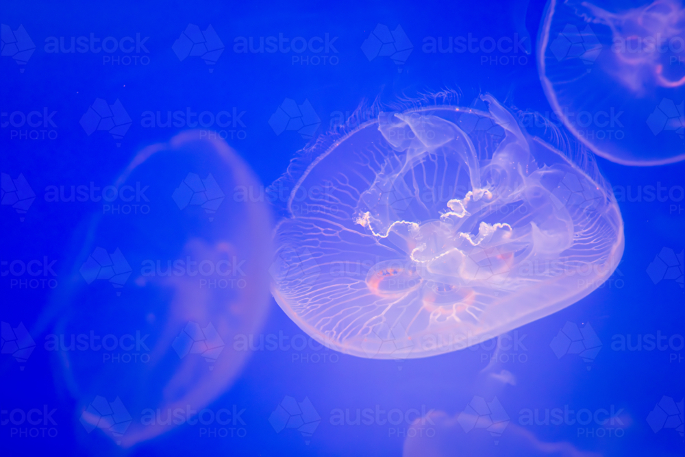 Aurelia (aka the moon jelly, moon jellyfish, common jellyfish, or saucer jelly) floating in water - Australian Stock Image