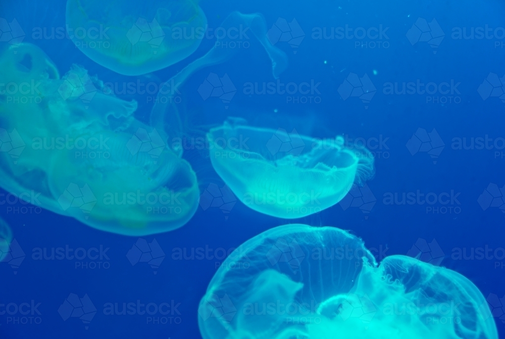 Aurelia aurita (also called the moon jelly, moon jellyfish, common jellyfish, or saucer jelly) - Australian Stock Image