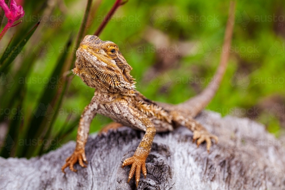 Aussie bearded dragon lizard sitting on log in native garden - Australian Stock Image