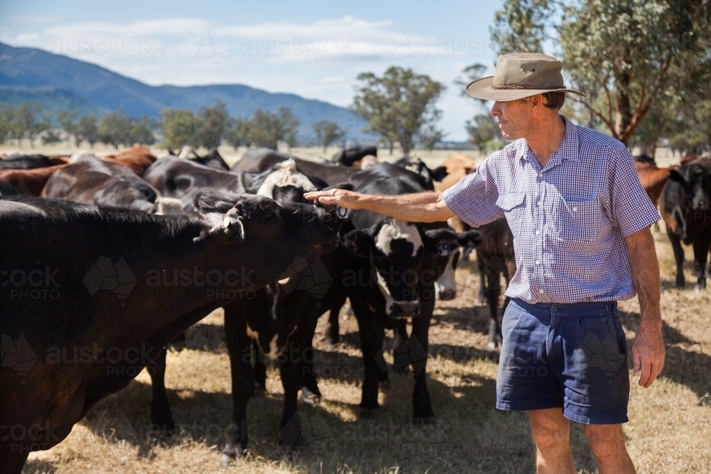 Aussie farmer standing in dry paddock touching his friendly cattle - Australian Stock Image