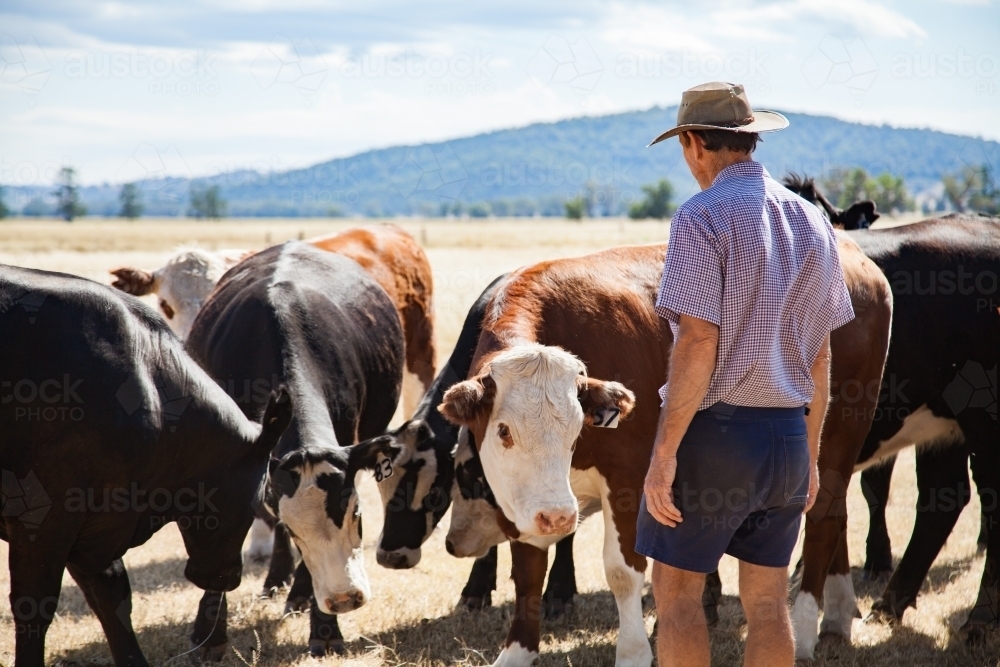 Aussie farmer standing in dry paddock with cattle on hot summers day - Australian Stock Image