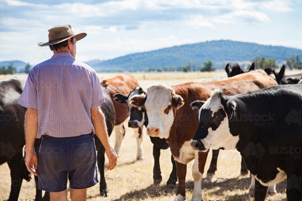 Aussie farmer standing in dry paddock with cattle on hot summers day - Australian Stock Image